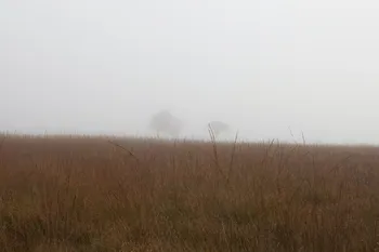 Peak District Trees in mist.jpg